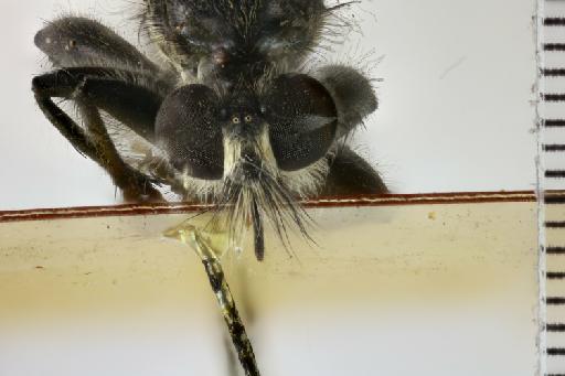 Laphria aeata Walker, 1849 - NHMUK010633469_Laphria_aeta_LT_head_male.tif