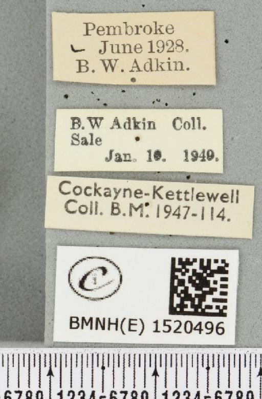 Malacosoma neustria ab. virgata Tutt, 1900 - BMNHE_1520496_label_190377