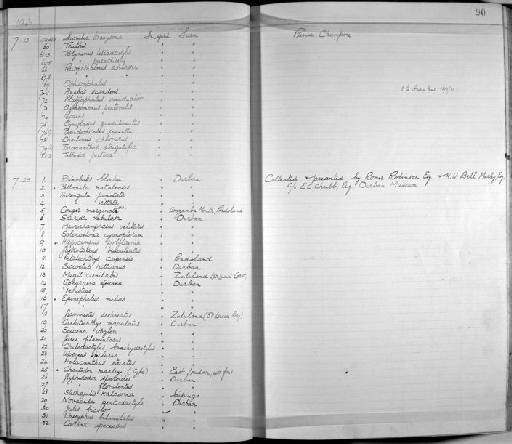 Cynoglossus quadrilineatus - Zoology Accessions Register: Fishes: 1912 - 1936: page 90