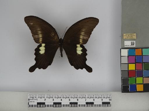 Papilio fuscus pertinax Wallace, 1865 - 010290334 Papilio fuscus