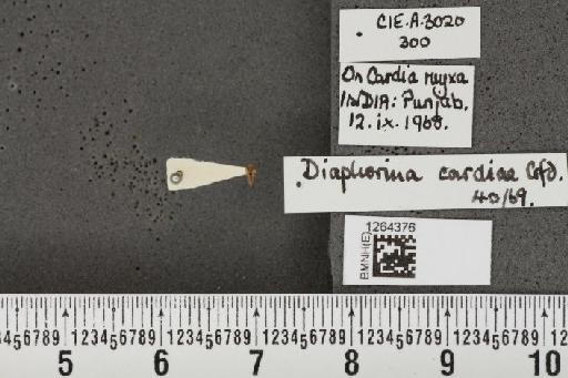 Diaphorina aegyptiaca Puton, 1892 - BMNHE_1264376_8928