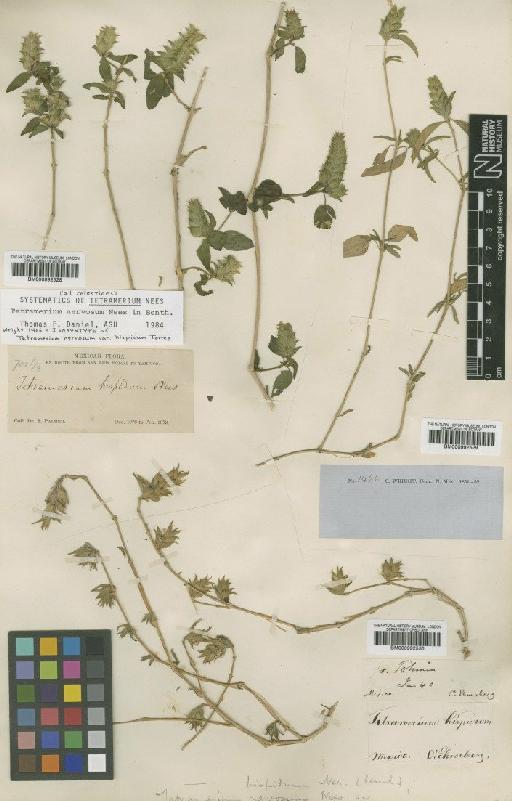 Tetramerium nervosum var. hispidum Torr. - BM000992528