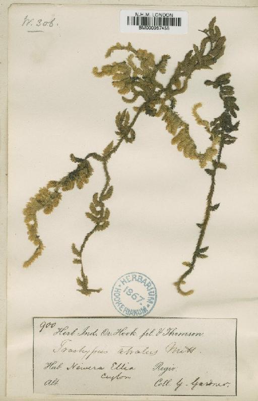 Aerobryidium aureonitens (Hook. ex Schwägr.) Broth. - BM000987458