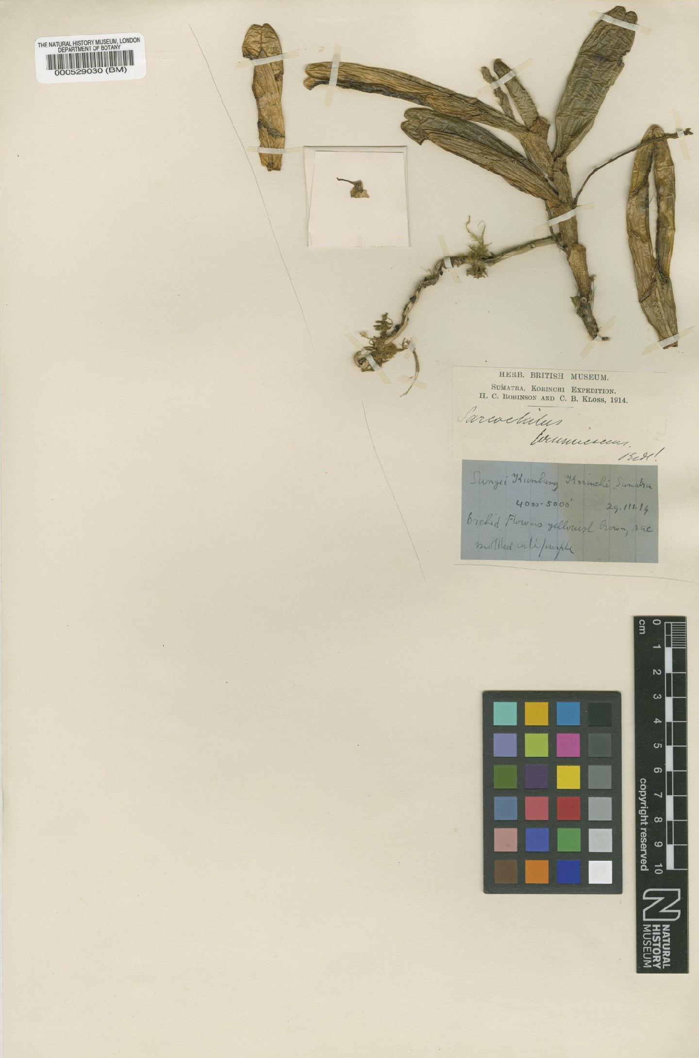Thrixspermum brunnescens