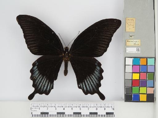 Lepidoptera Linnaeus, 1758 - 013675376_01