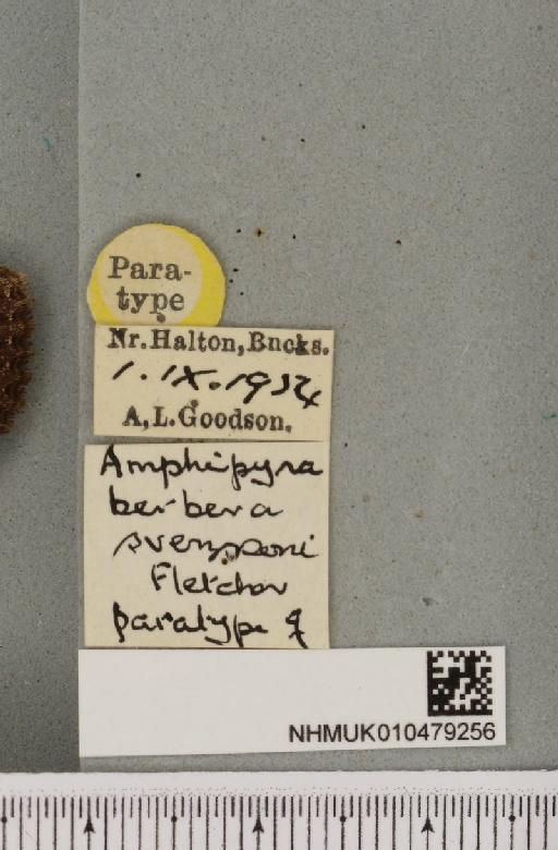 Amphipyra berbera svenssoni Fletcher, D.S., 1968 - NHMUK_010479256_label_571651