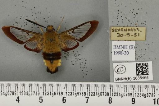 Hemaris fuciformis (Linnaeus, 1758) - BMNHE_1636464_205795