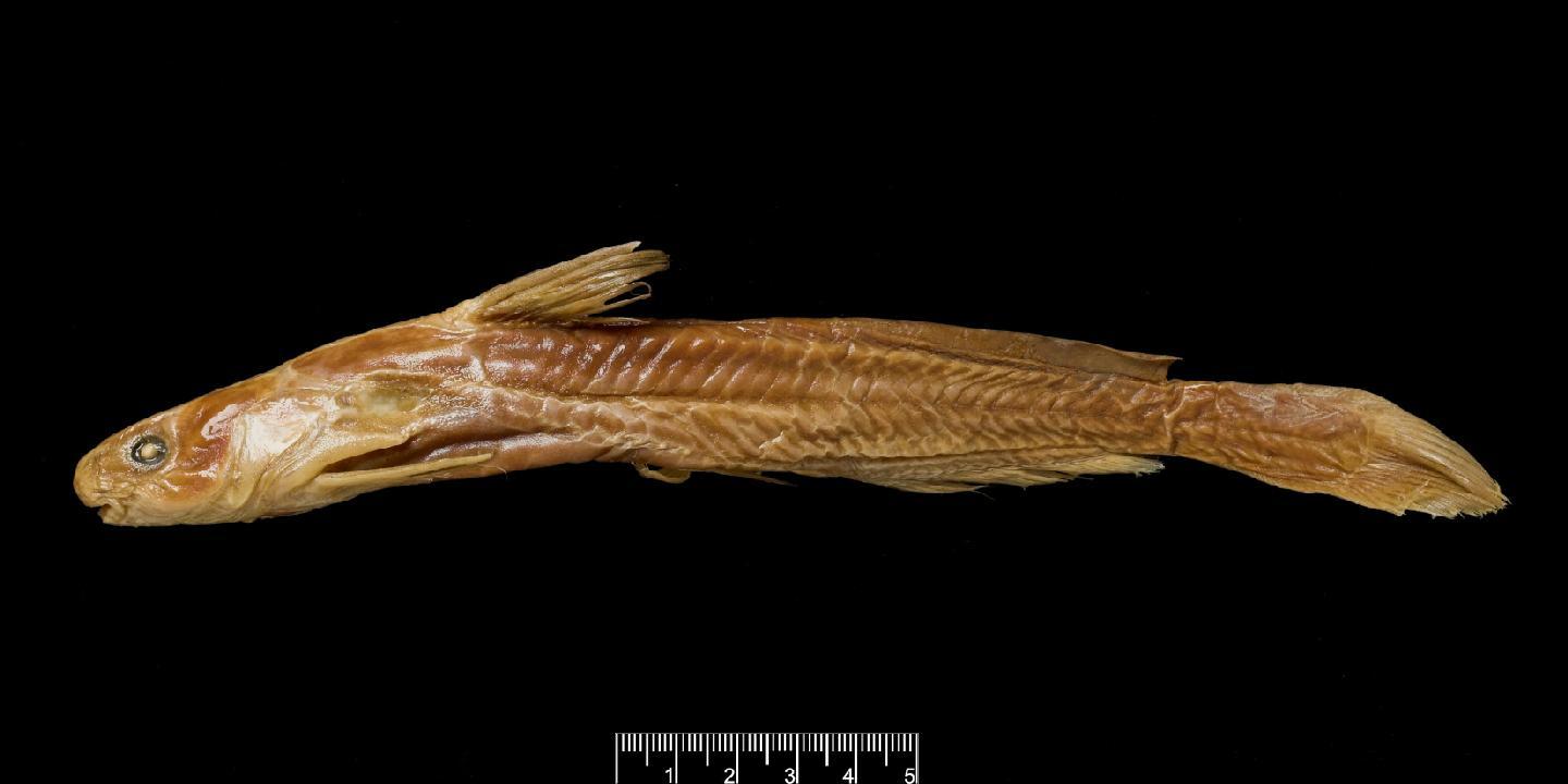Pseudobagrus tenuis