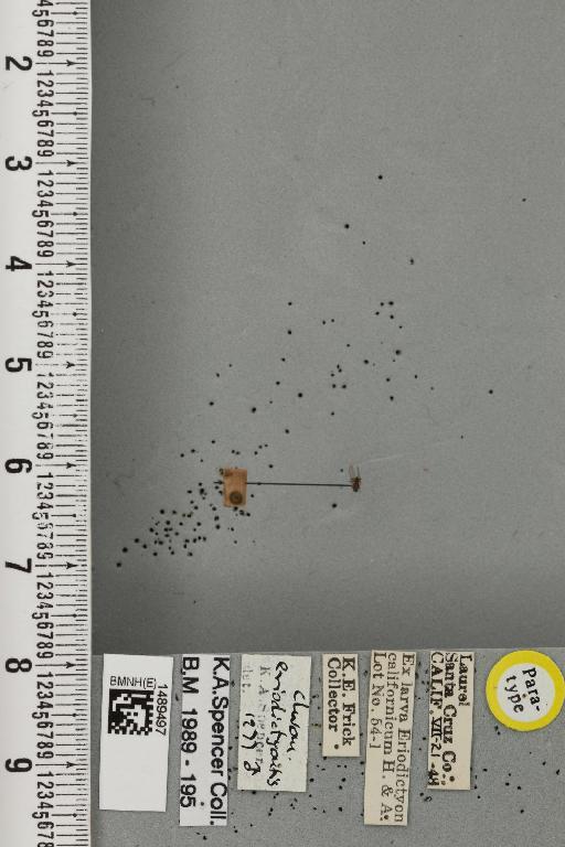 Chromatomyia eriodictyi Spencer, 1981 - BMNHE_1489497_60546