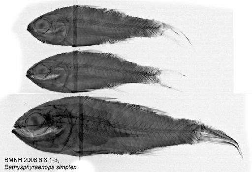 Howella brodiei Ogilby, 1899 - BMNH 2008.6.3.1-3, Bathysphyraenops simplex, Radiograph