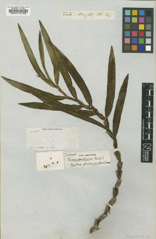 Maxillaria adendrobium (Rchb.f.) Dressler - BM000505176