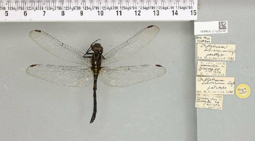 Orthetrum silvarum Lieftinck, 1934 - 011253191_803424_1256079_2