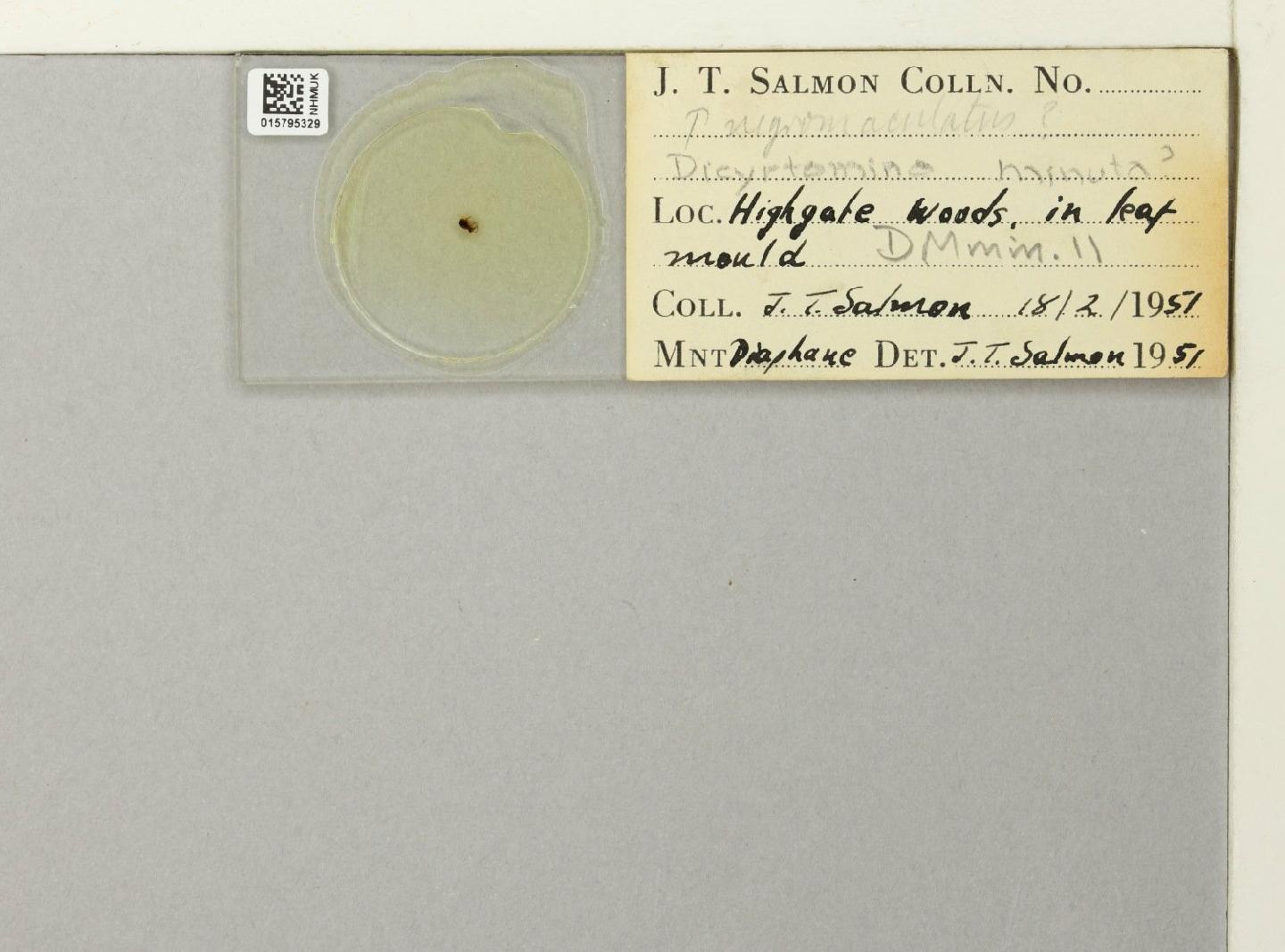 Dicyrtomina minuta thumbnail