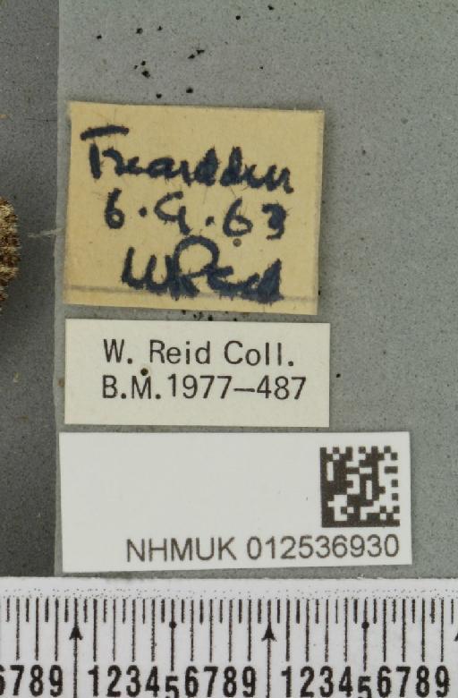 Polymixis lichenea (Hübner, 1813) - NHMUK_012536930_label_646058