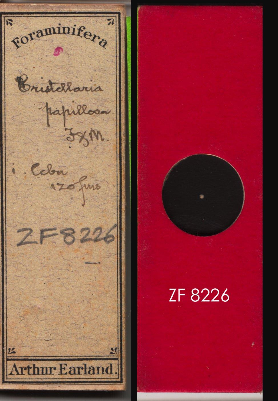 To NHMUK collection (Cristellaria papillosa Lamarck, 1822; NHMUK:ecatalogue:9055748)