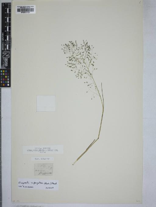 Eragrostis gangetica (Roxb.) Steud. - 000915128