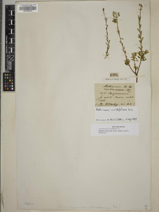 Aethionema coridifolium DC. - BM000883565