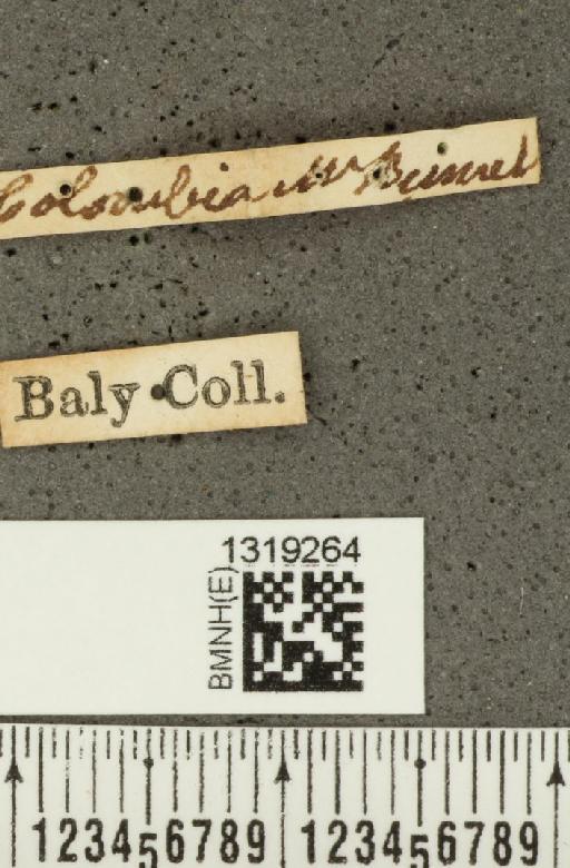 Diabrotica trifasciata (Fabricius, 1801) - BMNHE_1319264_label_17788