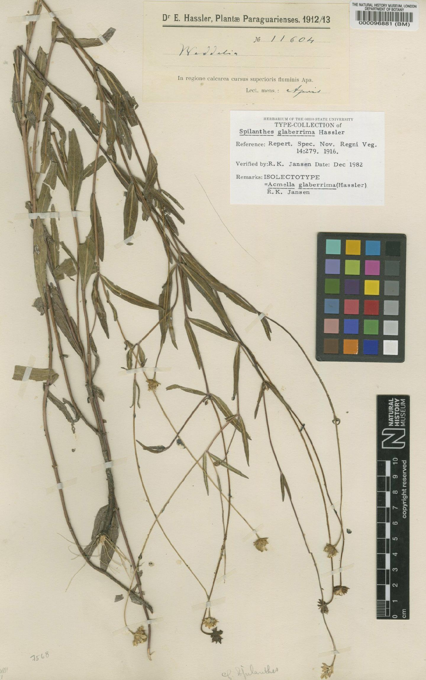 To NHMUK collection (Spilanthes glaberrima Hassl.; Isolectotype; NHMUK:ecatalogue:4565989)
