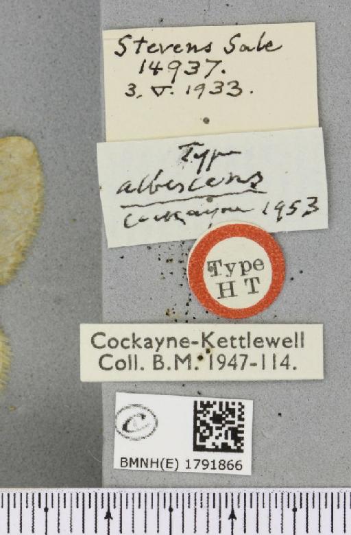 Epirrita dilutata ab. albescens Cockayne, 1953 - BMNHE_1791866_label_359752
