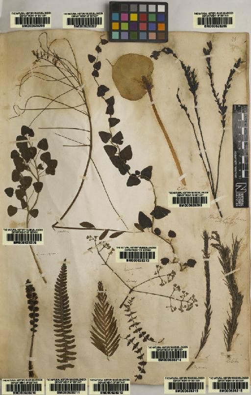 Plantae Haeckel - BM000628210