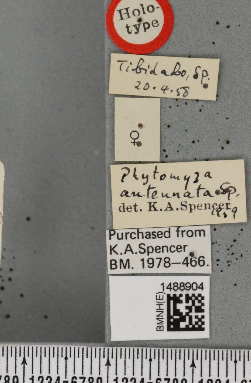 Phytomyza antennata