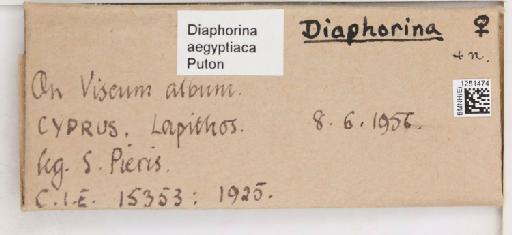 Diaphorina aegyptiaca Puton, 1892 - 010716833_additional