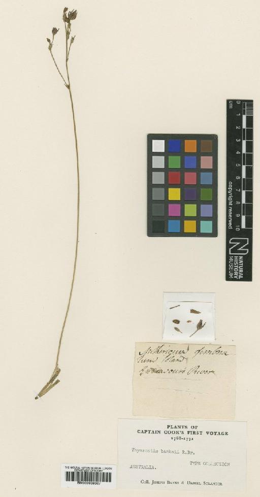 Thysanotus banksii R.Br. - BM000939307