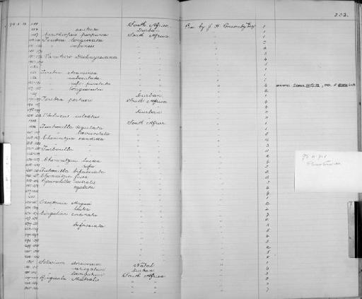 Odostomia angasi subterclass Tectipleura Tryon, 1886 - Zoology Accessions Register: Mollusca: 1894 - 1899: page 232