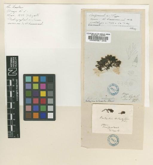 Stictosiphonia arbuscula (Harv.) R.J.King & Puttock - BM000561927