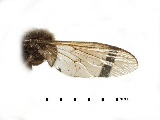 Ocnaea trichocera Sacken - 010628970, 241506, Holotype, Ocnaea trichocera Sacken_wing