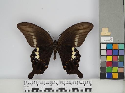 Papilio fuscus pertinax Wallace, 1865 - 013675329 Papilio fuscus