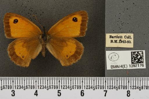 Pyronia tithonus britanniae (Verity, 1914) - BMNHE_1092176_2336