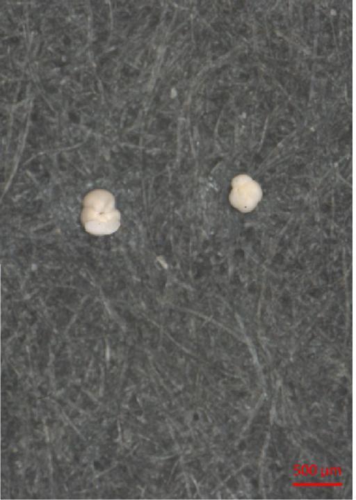 Globorotalia crassaformis - ZF5920