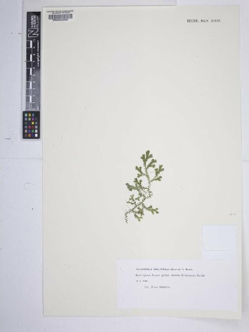 Selaginella kraussiana (Kunze) A.Braun - BM000644537