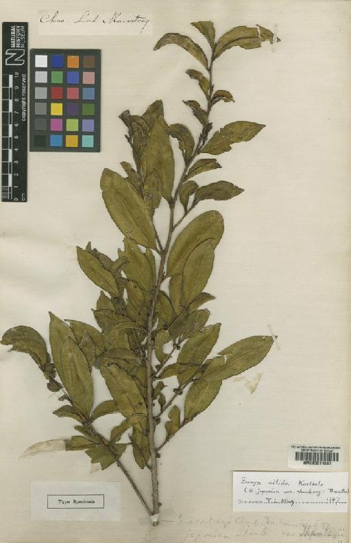 Eurya japonica Thunb. - BM000611860