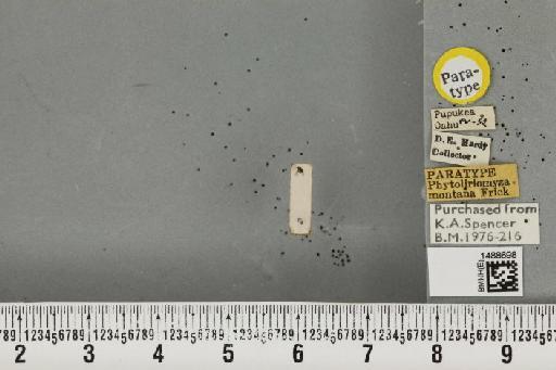 Phytoliriomyza montana Frick, 1953 - BMNHE_1488698_52545
