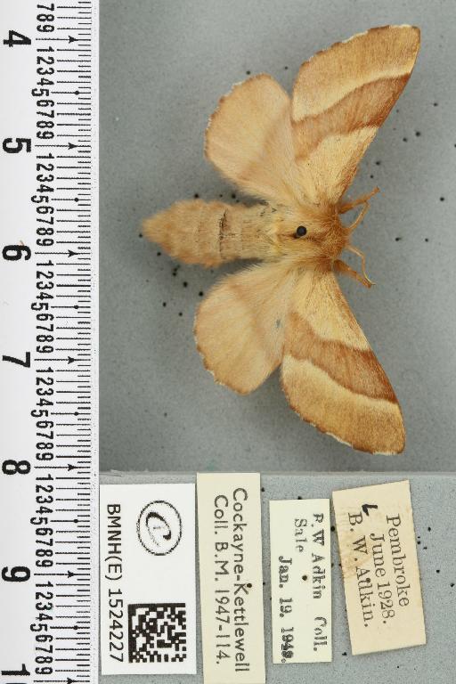 Malacosoma neustria ab. virgata Tutt, 1900 - BMNHE_1524227_190734