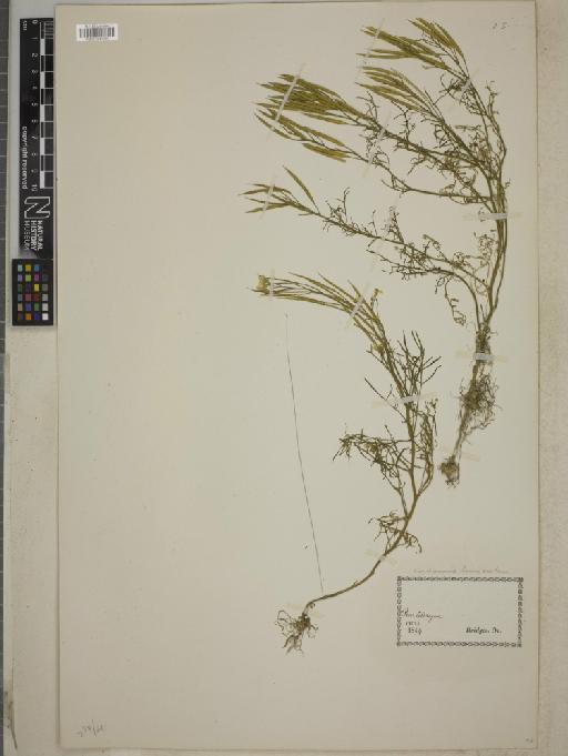 Cardamine teniurostris Hook. & Arn. - BM001241006