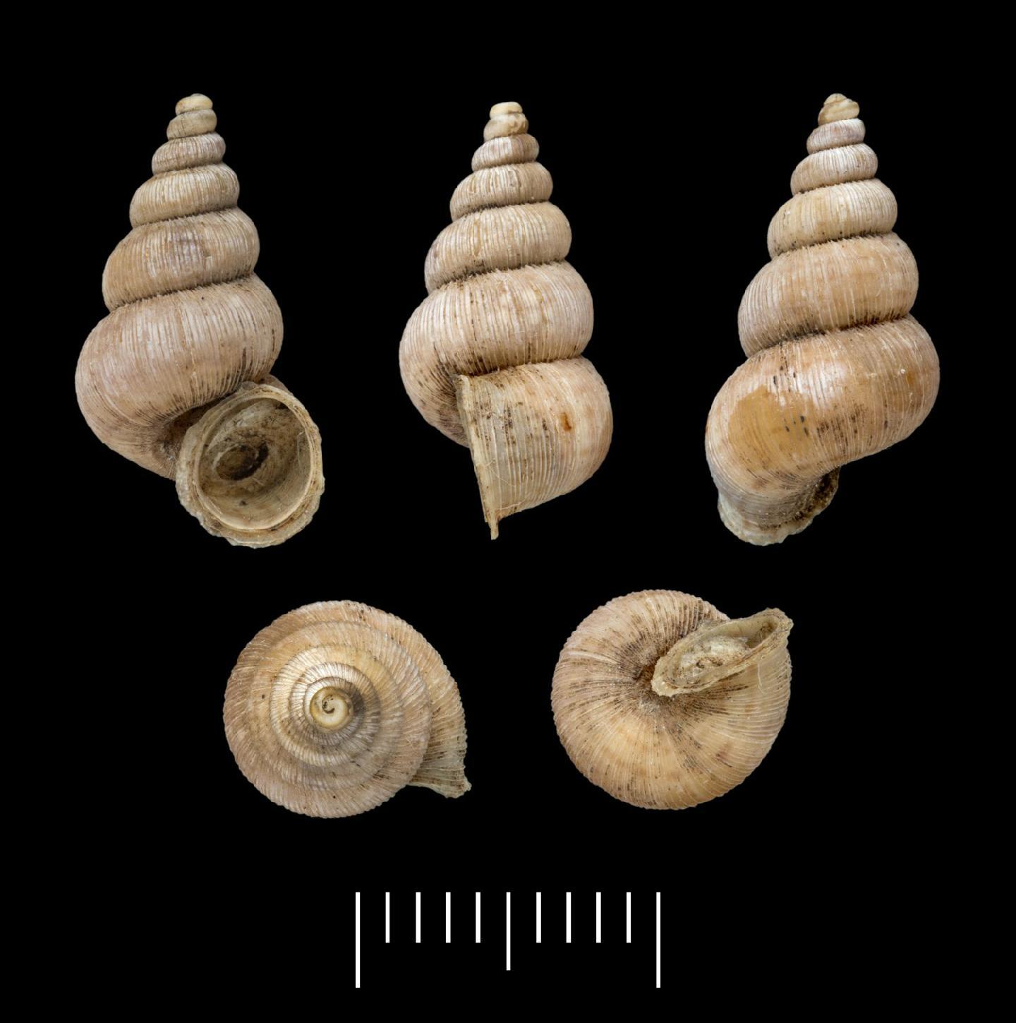 To NHMUK collection (Adamsiella aripensis Guppy, 1864; SYNTYPE(S); NHMUK:ecatalogue:2255245)