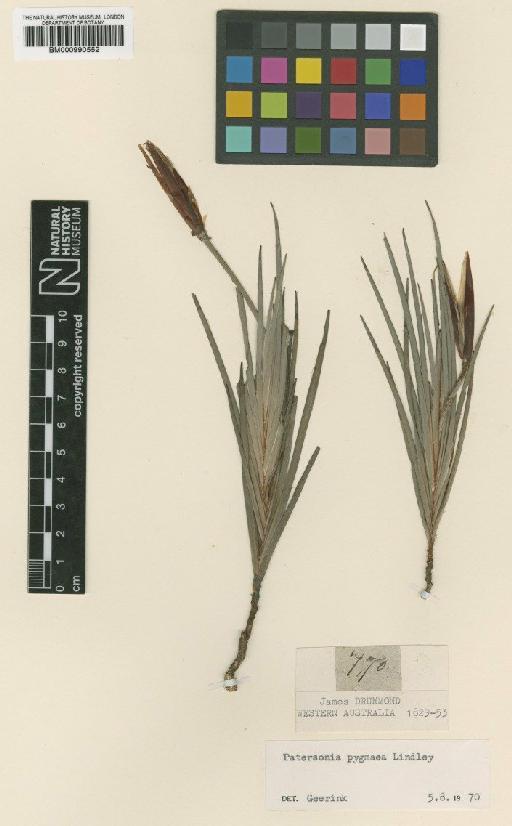Patersonia pygmaea Lindl. - BM000990552