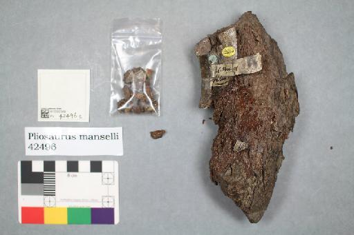 Plesiosaurus manselii Hulke, 1870 - 010302309_L010222106