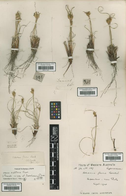 Schoenus subflavus Kük. - BM001191327