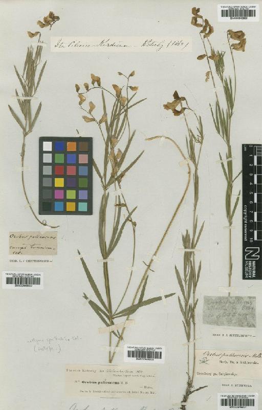 Lathyrus spathulatus Čelak. - BM000946802