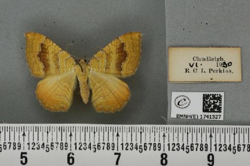 Camptogramma bilineata bilineata (Linnaeus, 1758) - BMNHE_1741327_a_315259