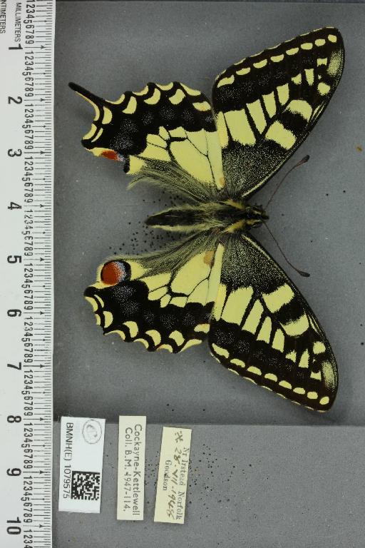 Papilio machaon britannicus Seitz, 1907 - BMNHE_1079575_64963