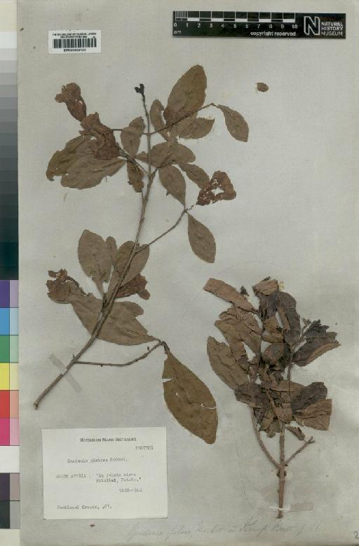 Rothmannia globosa (Hochst) Keay - BM000903100