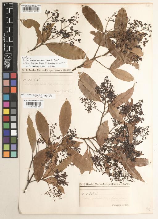 Ocotea diospyrifolia (Meisn.) Mez - BM000092789