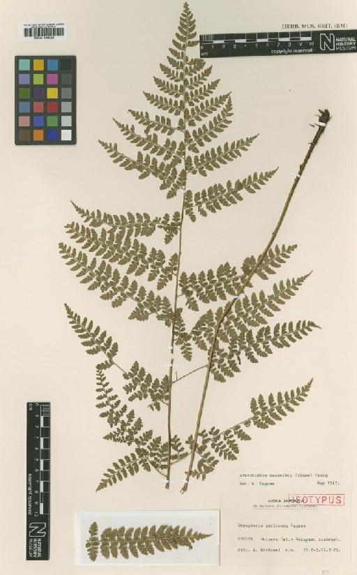 Dryopteris hasseltii (Blume) C.Chr. - BM001066028