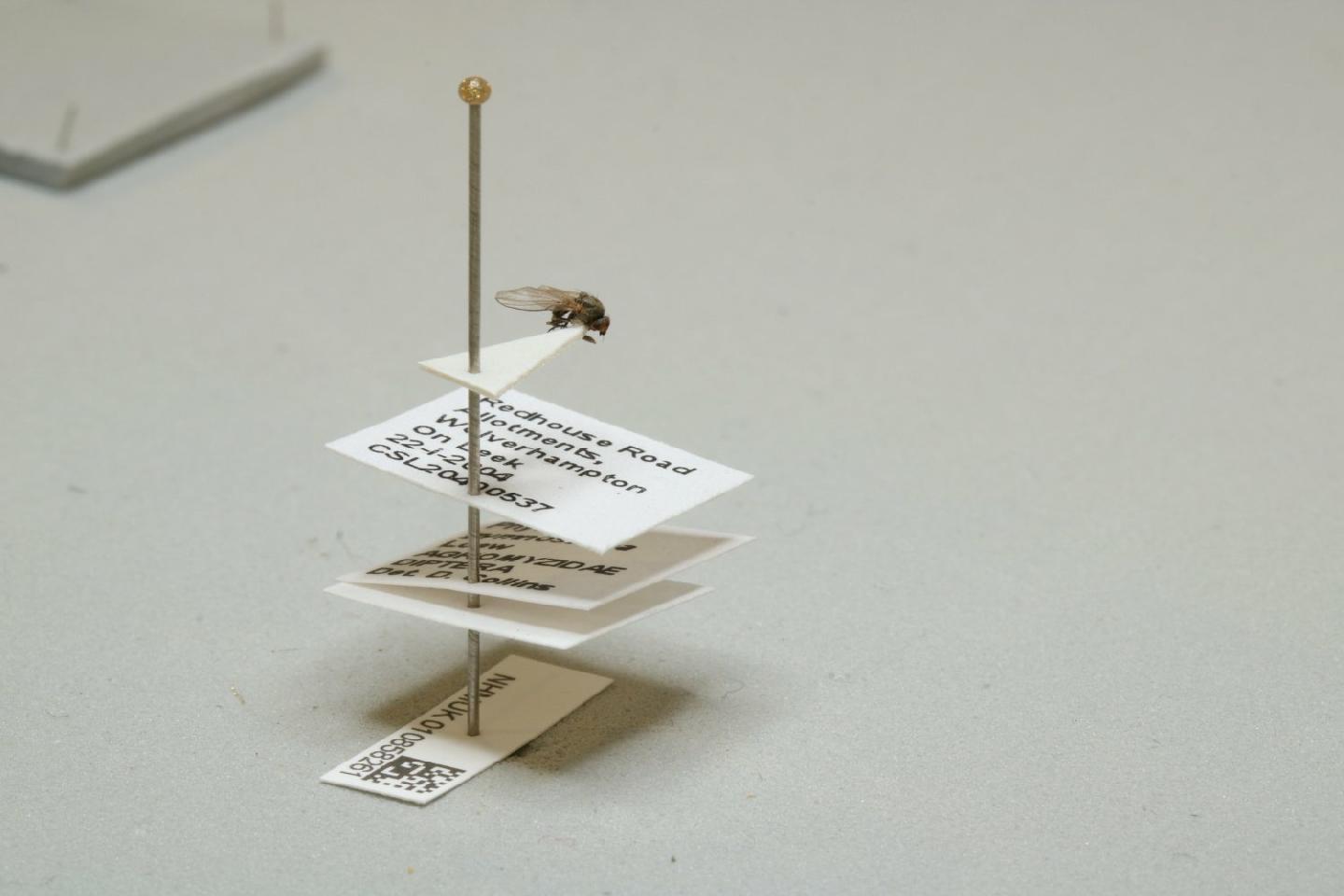 Phytomyza gymnostoma thumbnail